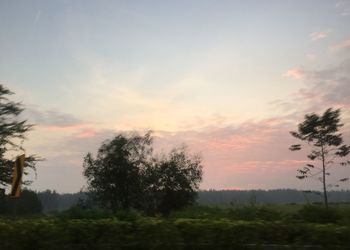 Silhouette trees on landscape against sky at sunset