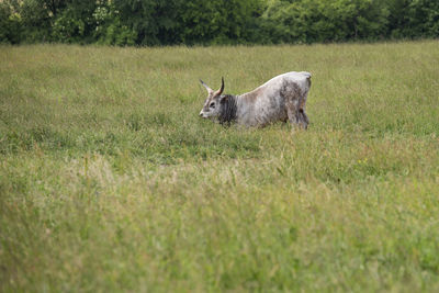 Deer in a field