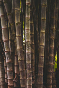Full frame shot of bamboo