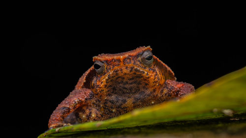 Close-up of frog over black background