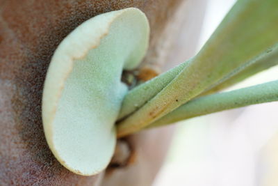 High angle view of green leaf on plant