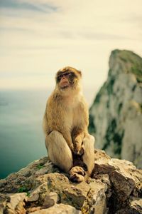 Monkey sitting on rock against sky