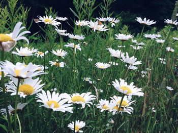 Close-up of daisy flowers blooming in field