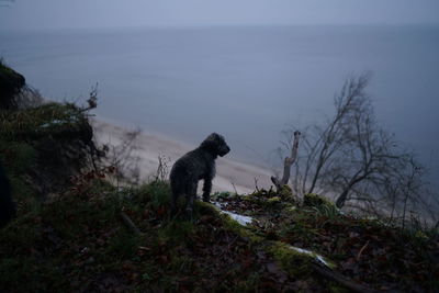 Pondering dog at baltic sea high cliff
