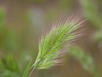 Close-up of plant