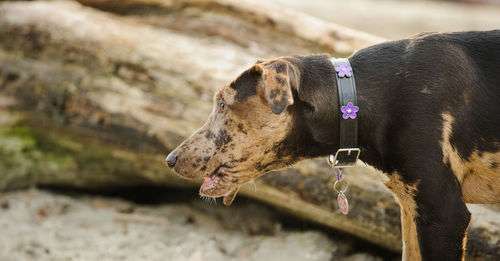 Close-up of dog on field