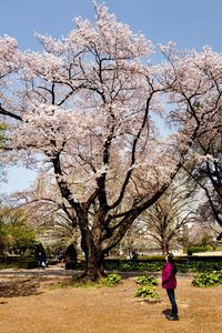 Full length of woman walking in park