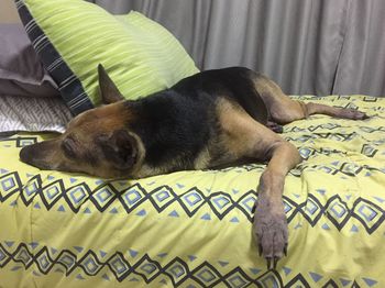 Dog sleeping on bed