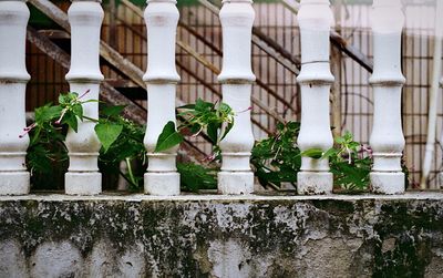 Close-up of potted plants