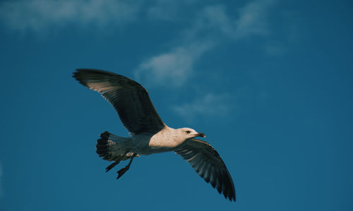 Low angle view of seagull flying