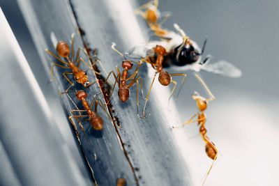 Close-up of ants on plant