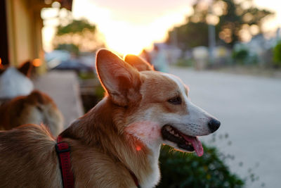 Close-up of dog looking away