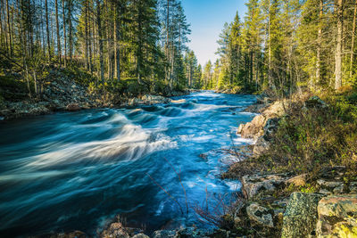 Scenic view of waterfall in forest