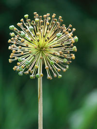 Close-up of blossoming plant