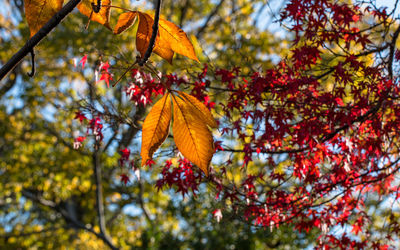 Full frame view of a variety of leaves with bright colors