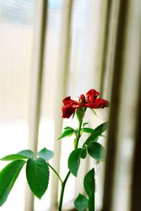 Close-up of red flowering plant