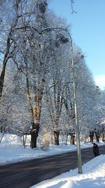 Trees against clear sky during winter