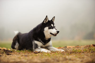 Siberian husky relaxing on field