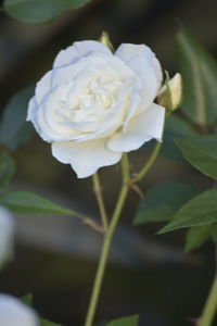Close-up of white rose