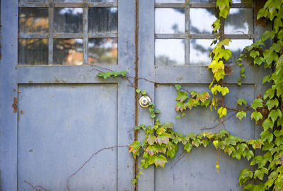 Close-up of ivy on window