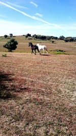 Horses in a field