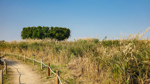 Plants growing on field against clear sky