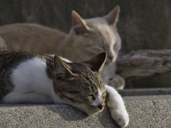 Close-up of cats relaxing outdoors