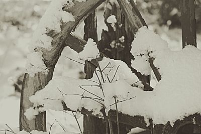 Close-up of tree against sky