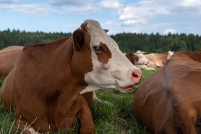 Cows in a field