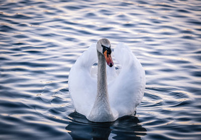 Swan swimming in calm scene