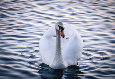 Swan swimming in lake