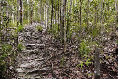 Trees growing on field in forest