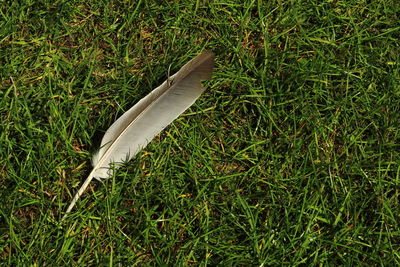 High angle view of feather on grass