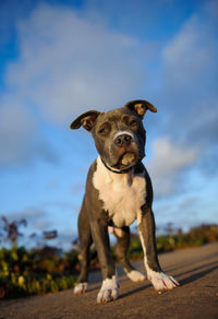 Portrait of dog standing on field against sky