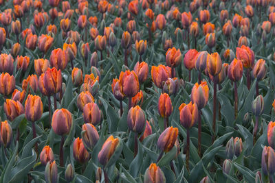 Close-up of orange tulips blooming on field