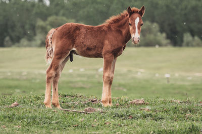 Horse in a field