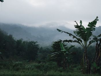 Trees on landscape against sky during rainy season