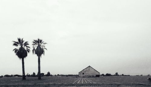 Palm trees against the sky