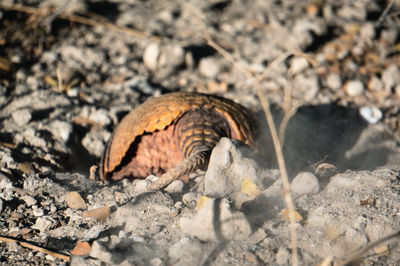 High angle view of an armadillo on field