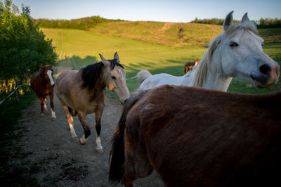 Horses on dirt road against field