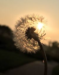 Close-up of dandelion against sky during sunset