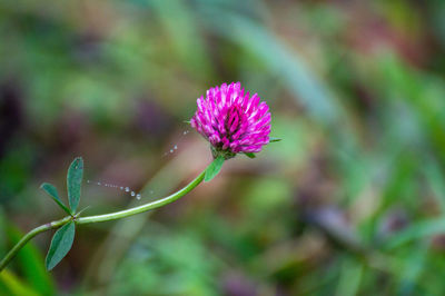 Close-up of pink flowering plant