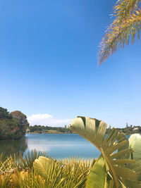 Scenic view of lake against clear blue sky