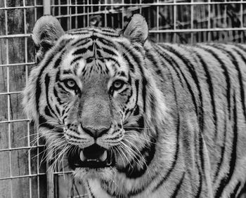 Close-up of tiger in cage at zoo