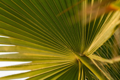 Close-up of palm leaf