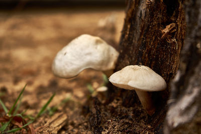 Close-up of mushroom growing on tree trunk