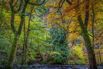 Trees in forest during autumn