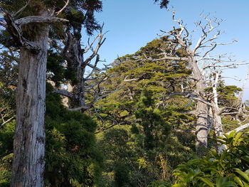 Low angle view of trees on landscape against sky