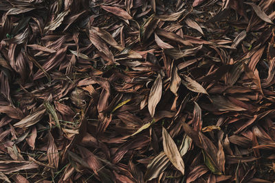 Full frame shot of dried leaves on field