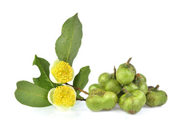 Close-up of fruits and leaves against white background